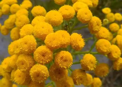  Blue Tansy 